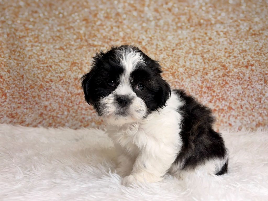 Coby, a Shih Tzu puppy