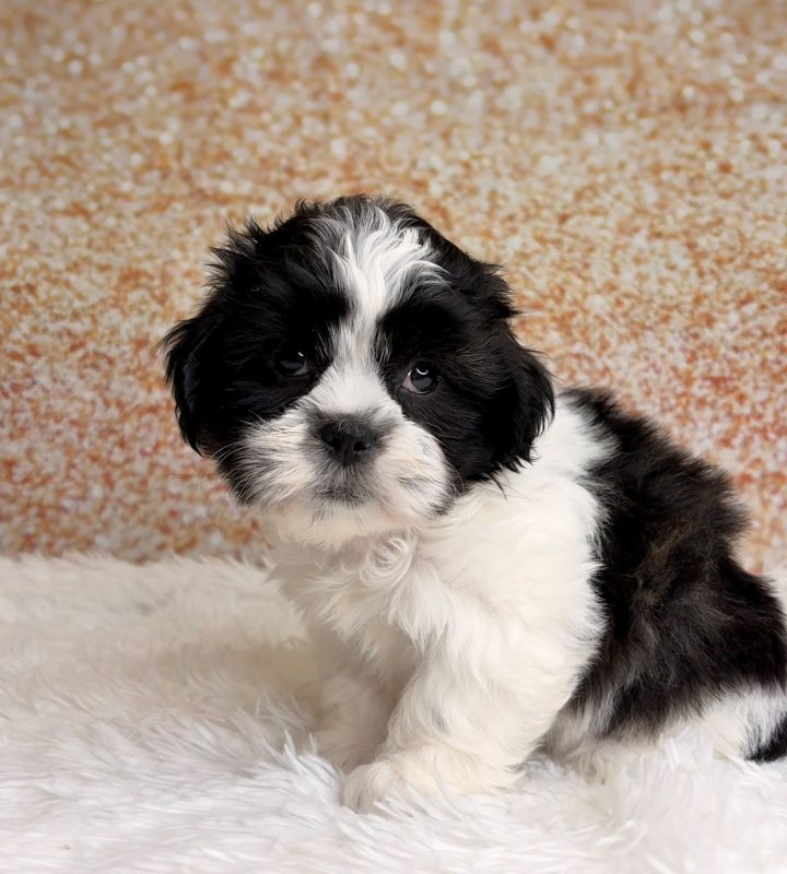 Coby, a Shih Tzu puppy