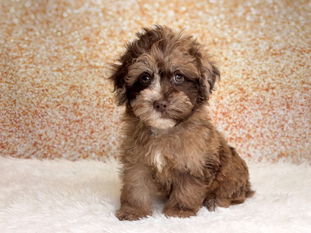 Roderick, a Shihpoo puppy