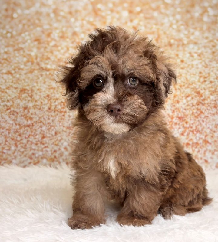Roderick, a Shihpoo puppy