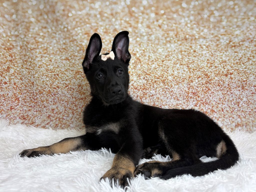 Annabelle, a German Shepherd Dog puppy