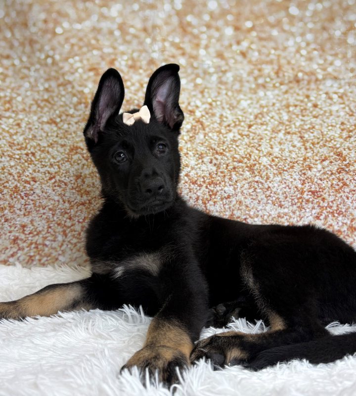 Annabelle, a German Shepherd Dog puppy