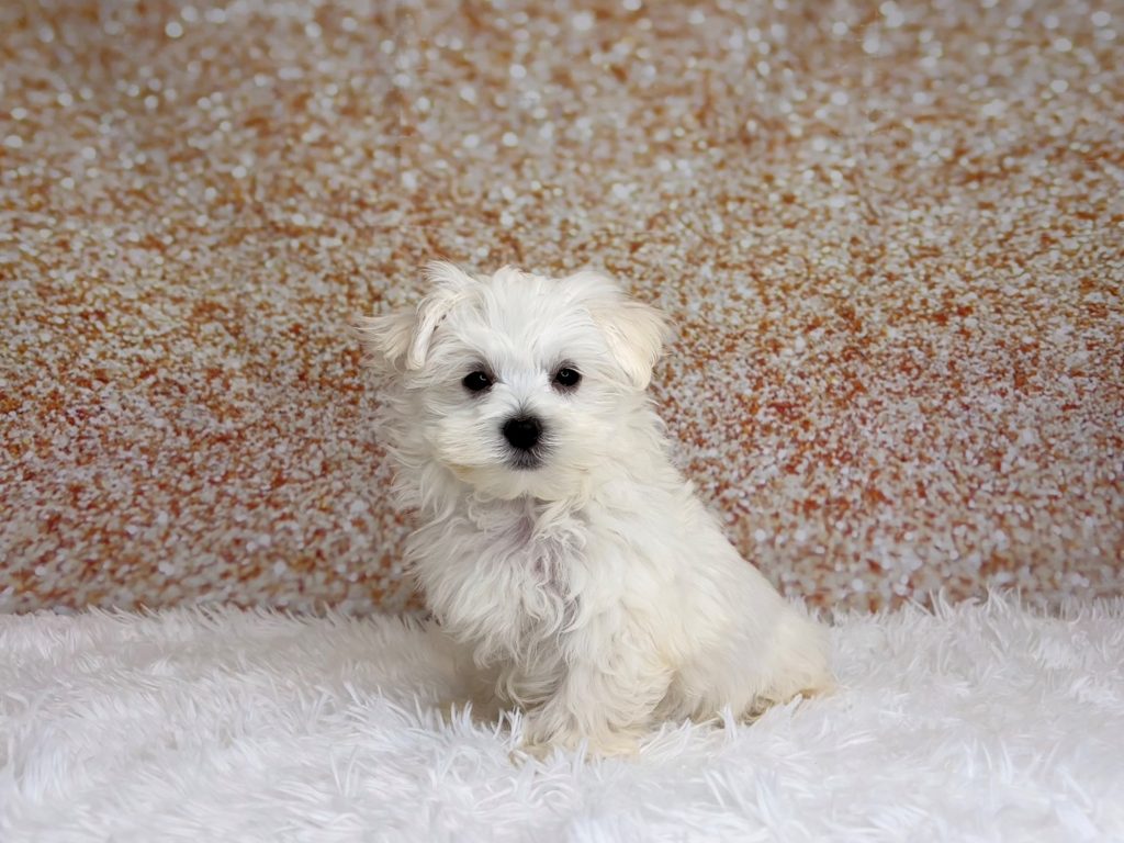Lionel, a Maltese puppy