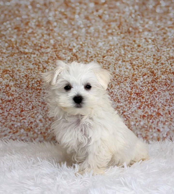Lionel, a Maltese puppy
