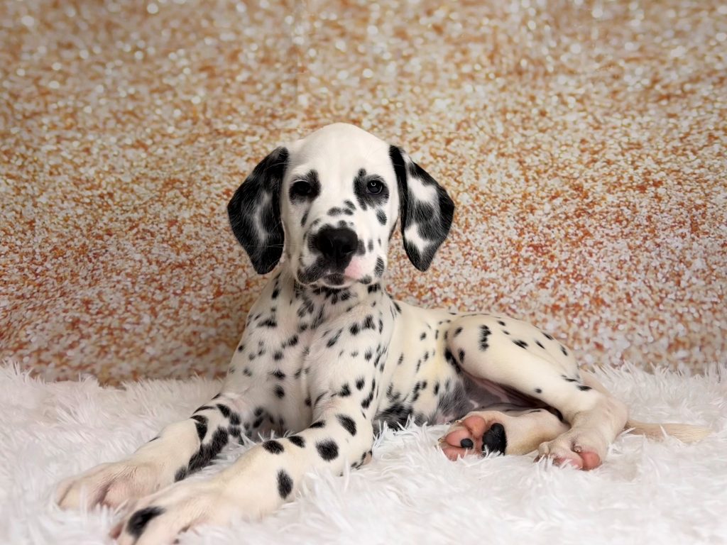 Dottie, a Dalmatian puppy