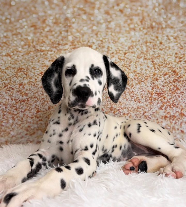 Dottie, a Dalmatian puppy