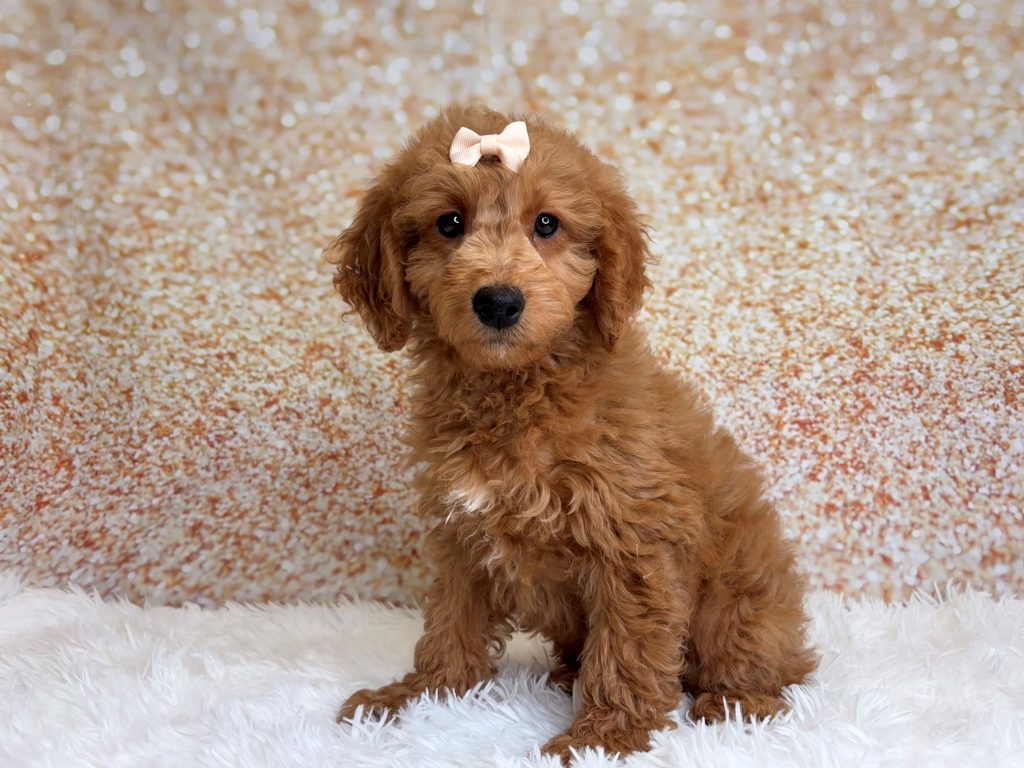 Maui, a Goldendoodle Mini puppy