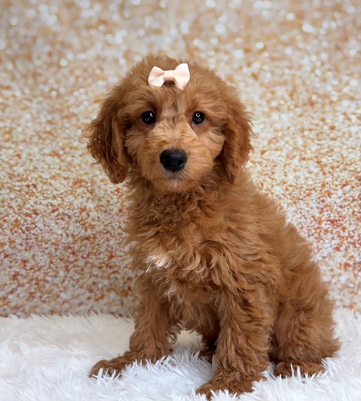 Maui, a Goldendoodle Mini puppy
