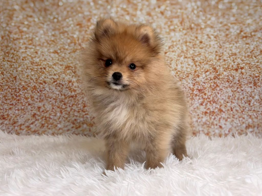 Butters, a Pomeranian puppy
