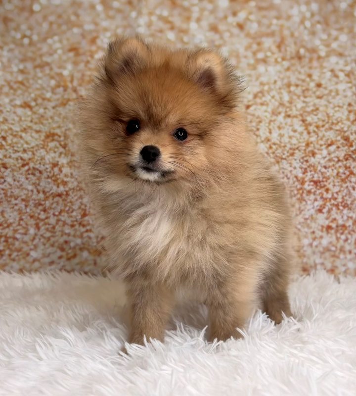 Butters, a Pomeranian puppy