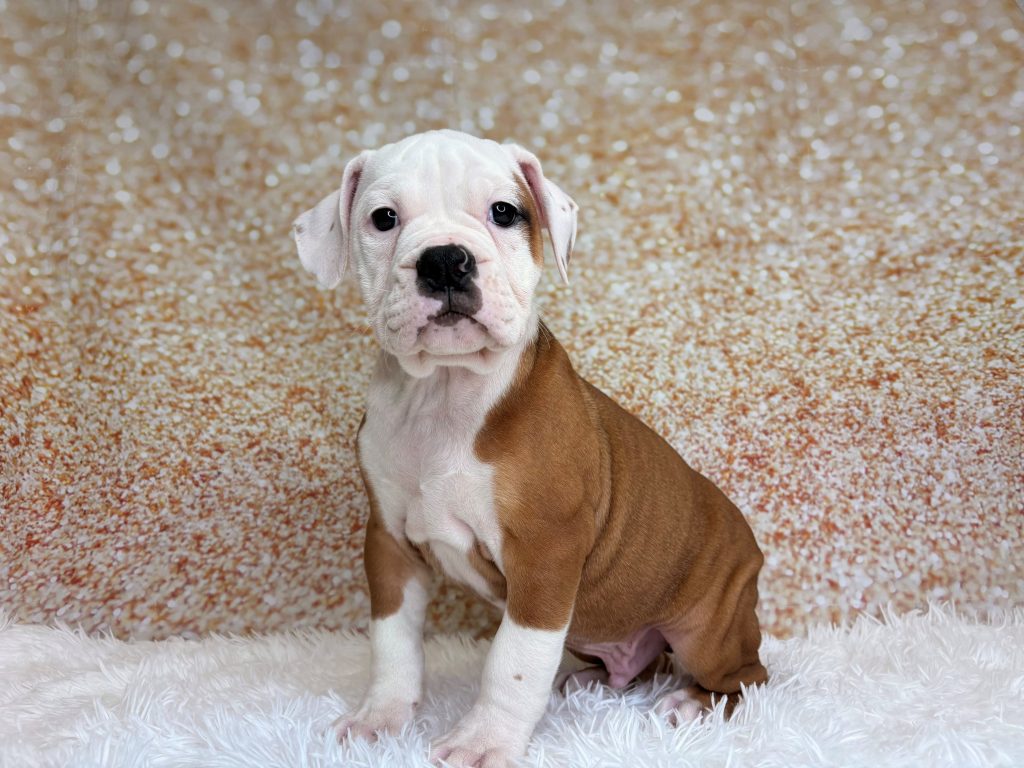 Fabio, a Olde Bulldog puppy