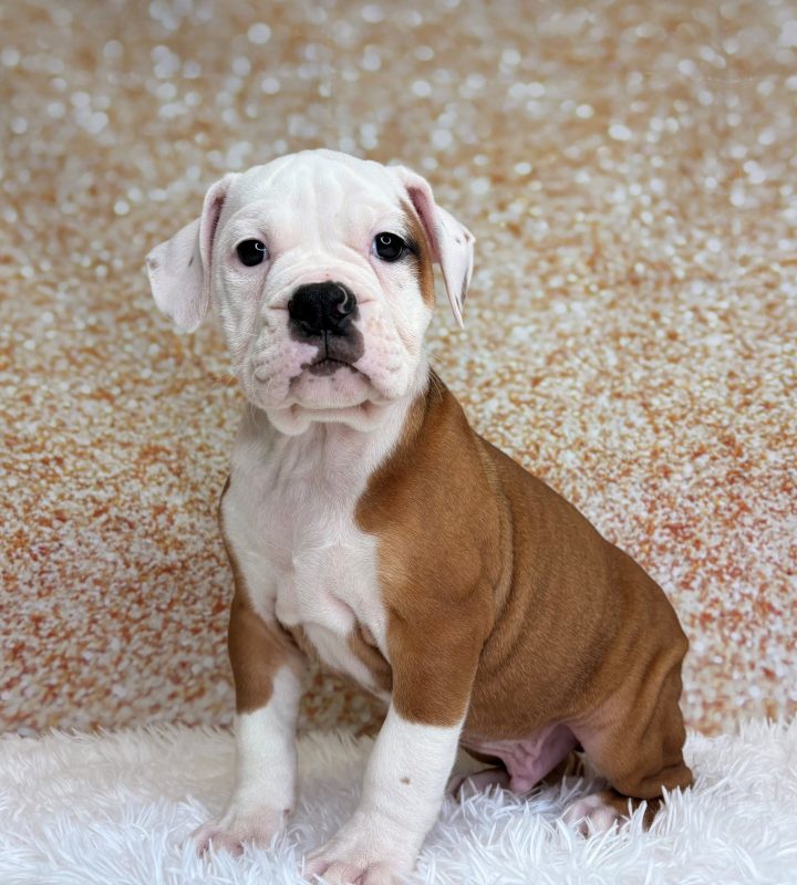 Fabio, a Olde Bulldog puppy