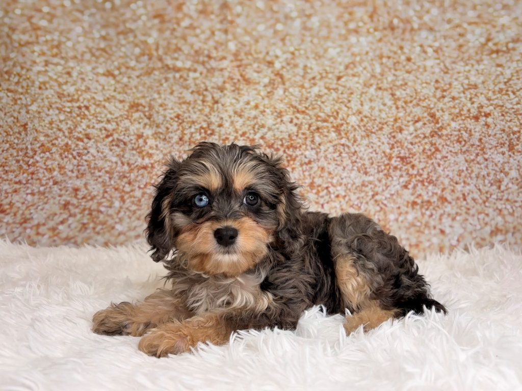 Spencer, a Cavapoo puppy