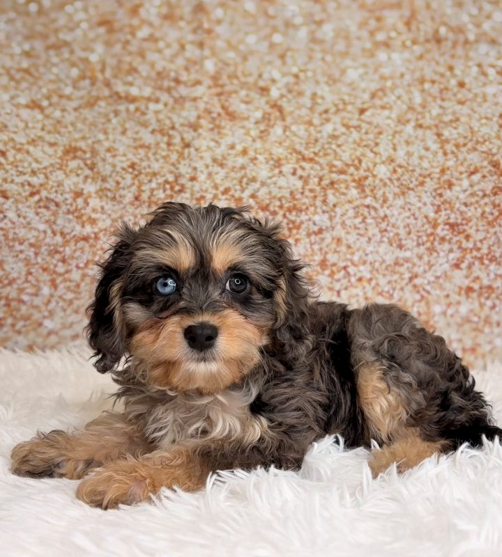 Spencer, a Cavapoo puppy