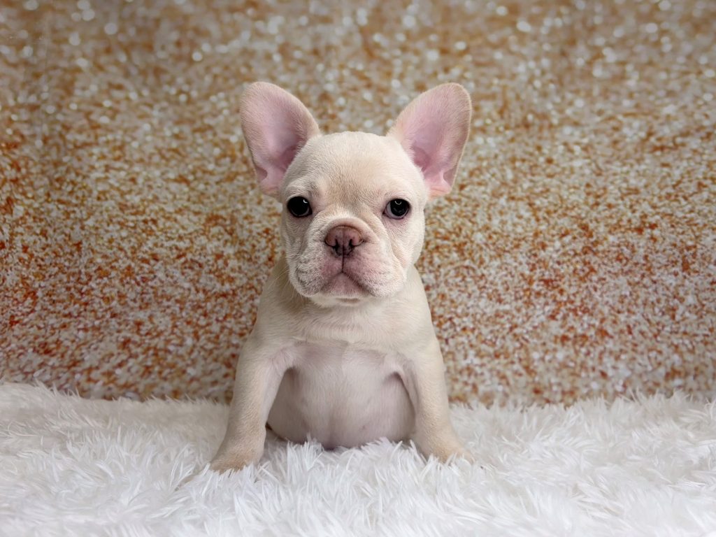 Hampton, a French Bulldog puppy