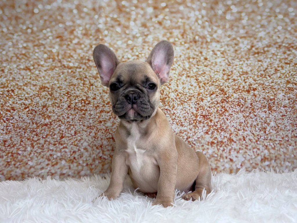Versailles, a French Bulldog puppy