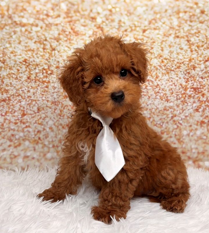 Barley, a Poodle Mini puppy