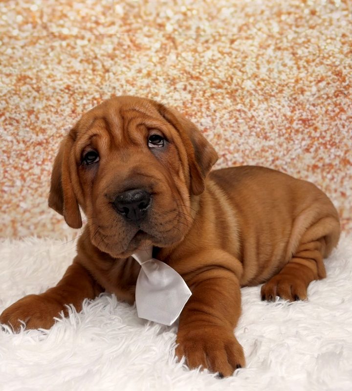 Jeb, a Walrus puppy