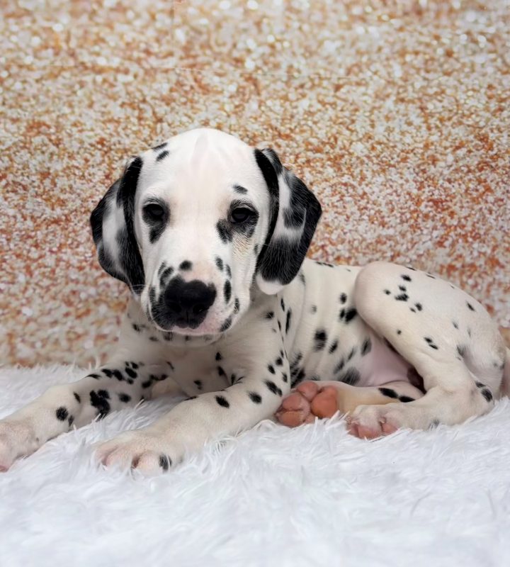 Poppy, a Dalmatian puppy