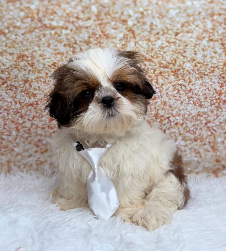 Farley, a Shih Tzu puppy