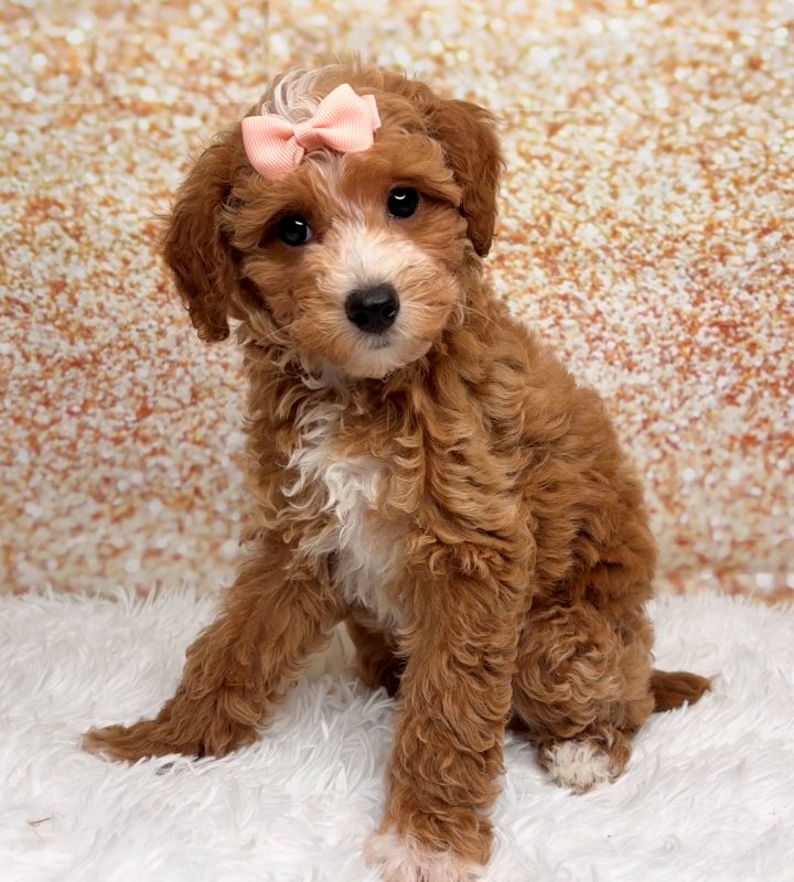 Addie, a Poodle Mini puppy
