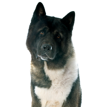 A Akita