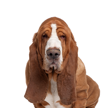 A Basset Hound