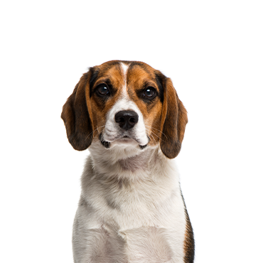 A Beagle