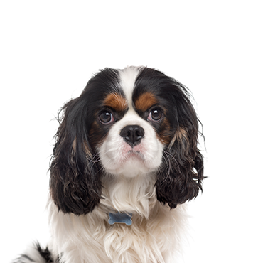 A Cavalier King Charles Spaniel