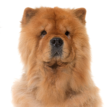A Chow Chow