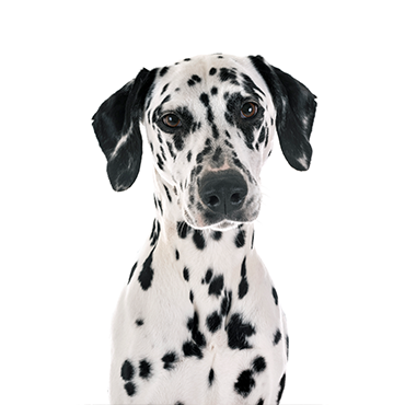 A Dalmatian