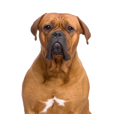 A Dogue de Bordeaux