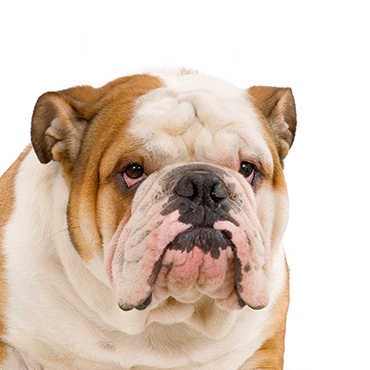 A English Bulldog