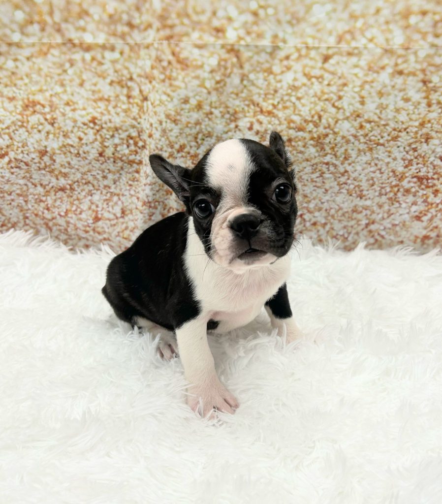 A Frenchton