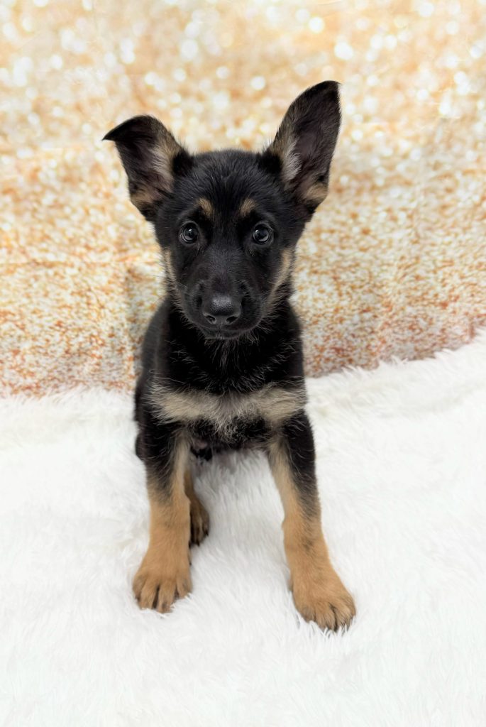 A German Shepherd Dog