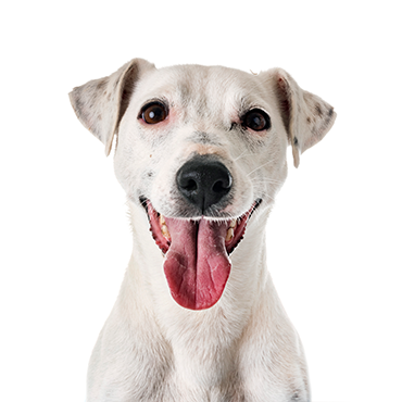 A Jack Russell Terrier