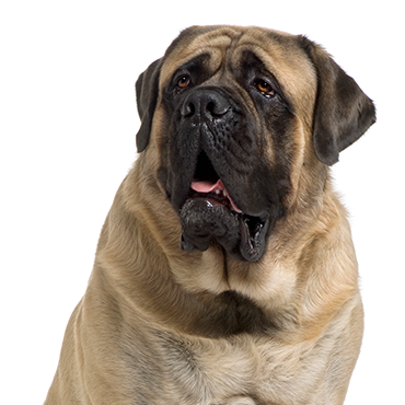 A Mastiff