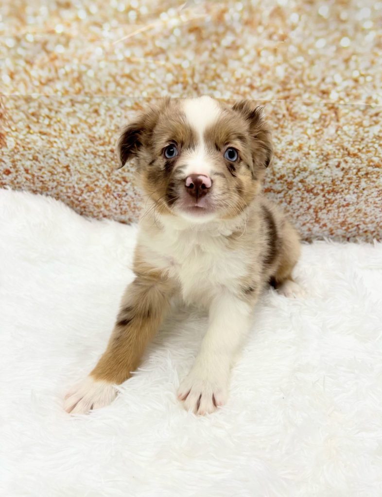 A Miniature Australian Shepherd