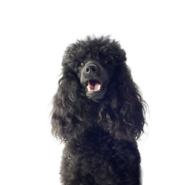 A Miniature Poodle