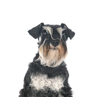 A Miniature Schnauzer