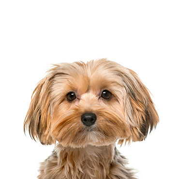 A Morkie