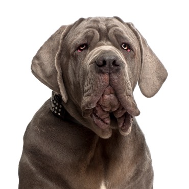 A Neapolitan Mastiff