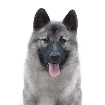 A Norwegian Elkhound
