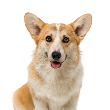 A Pembroke Welsh Corgi
