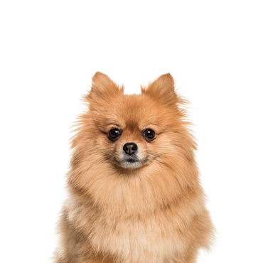 A Pomeranian