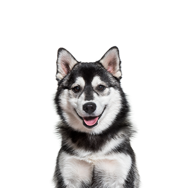A Pomsky