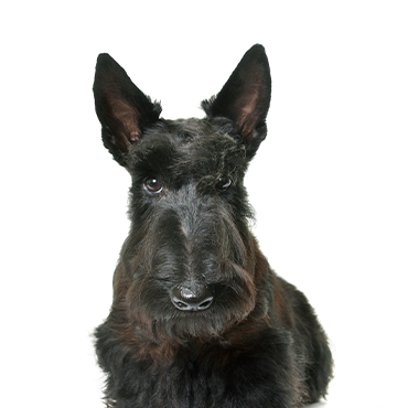 A Scottish Terrier