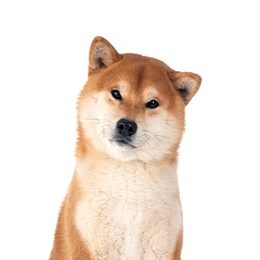 A Shiba Inu