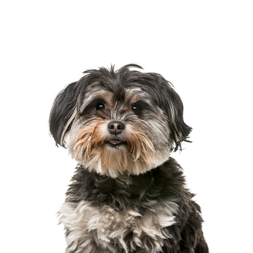 A Shihpoo