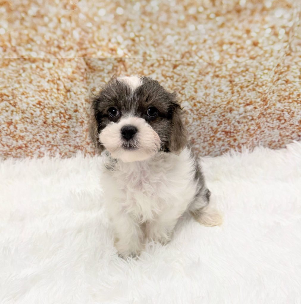 A ShizaPoo